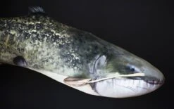 Elite Meerval Kussen -Aanbevolen Winkels Voor Visbenodigdheden elite meerval kussen 2