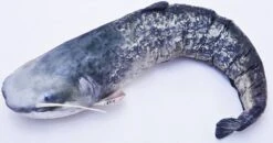 Elite Meerval Kussen