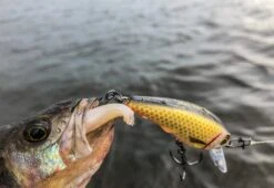 Westin Bully Bite -Aanbevolen Winkels Voor Visbenodigdheden westin bully bite 2